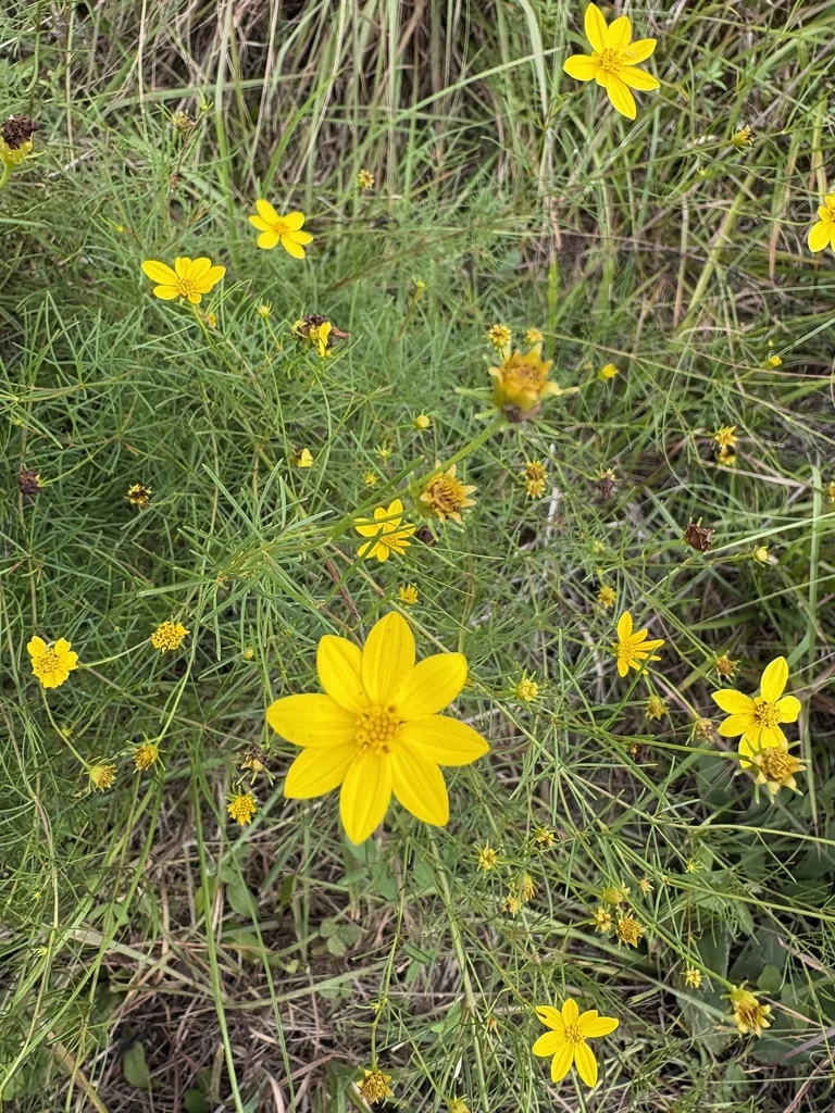 Coreopsis verticillata