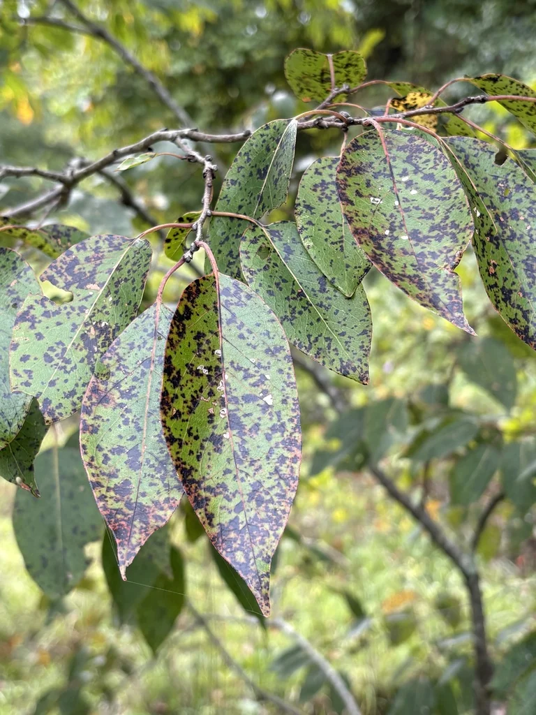 Diospyros Virginiana