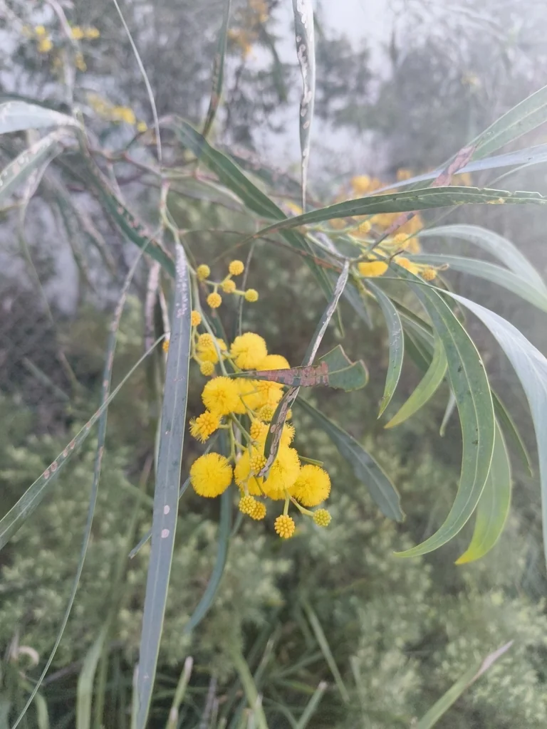 Acacia Saligna