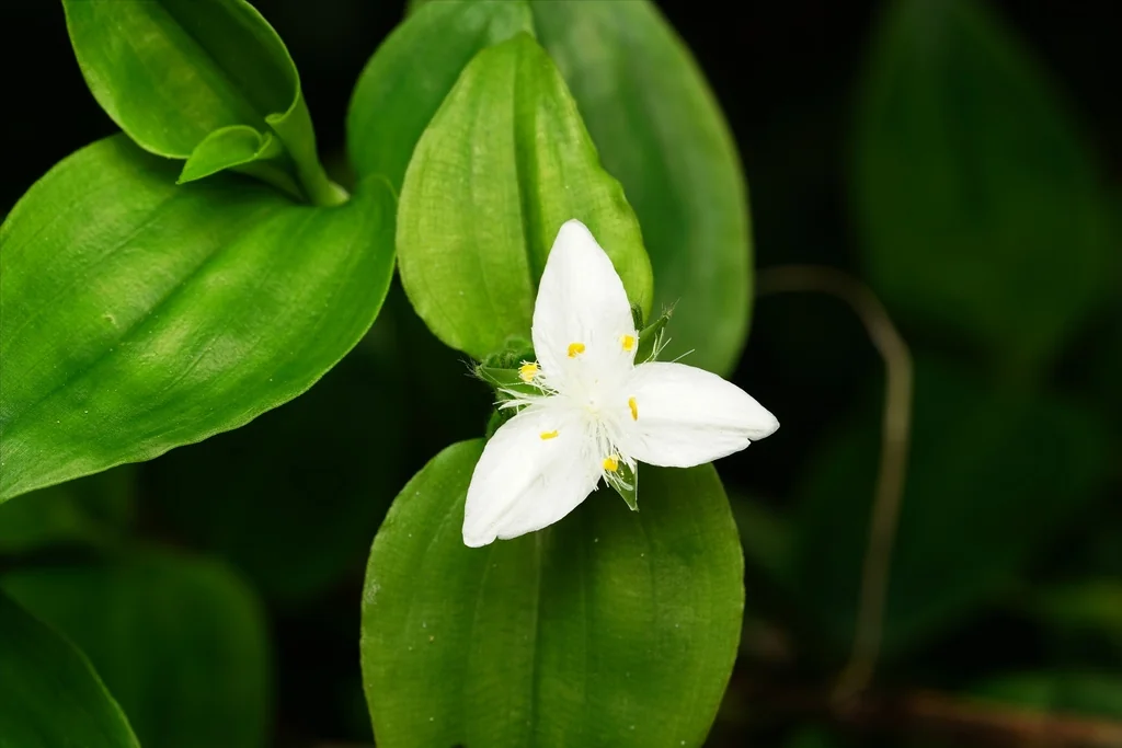 Tradescantia fluminensis