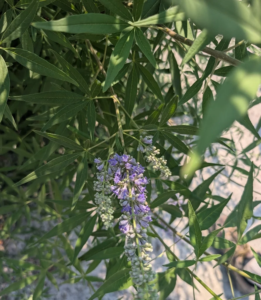 Vitex Agnus-Castus