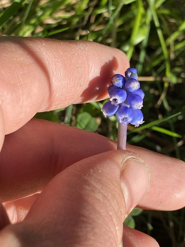 Muscari Armeniacum