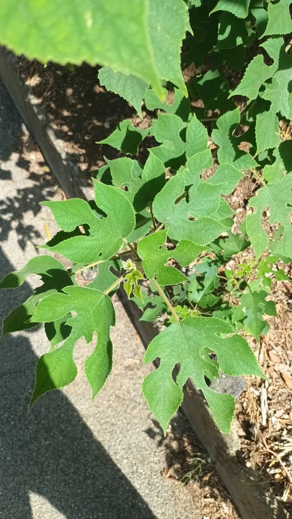 Broussonetia Papyrifera