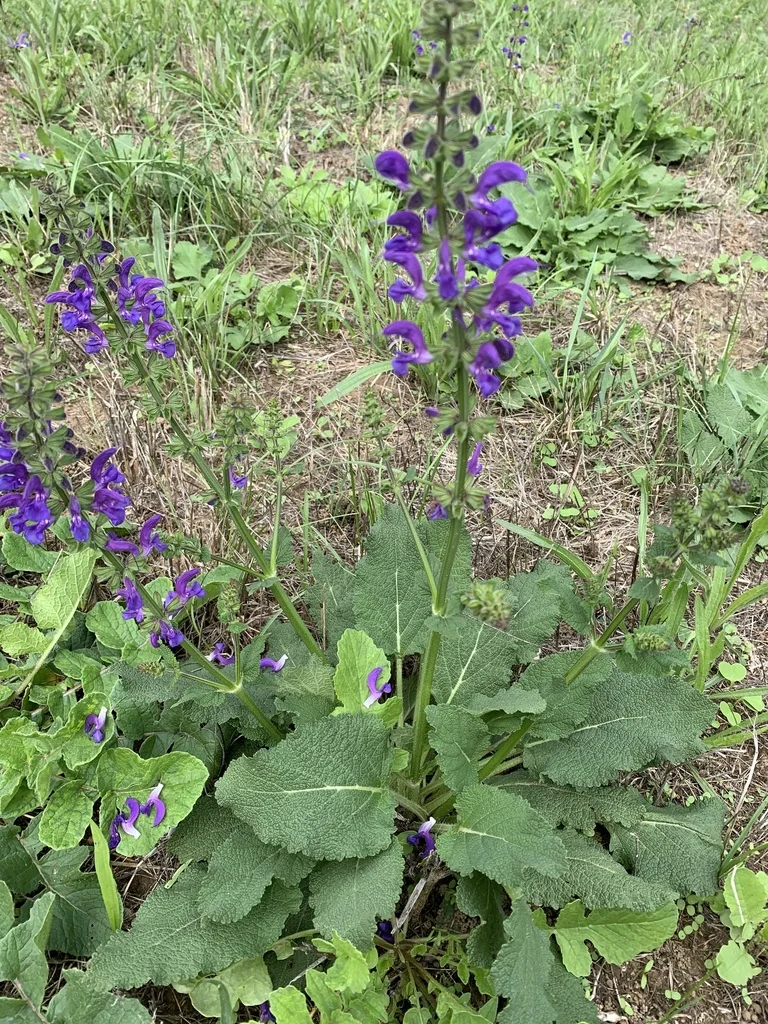 Salvia Pratensis