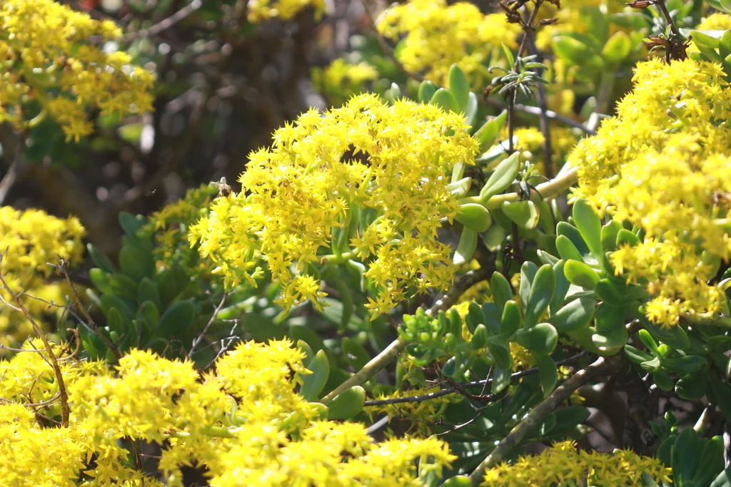 Sedum Praealtum