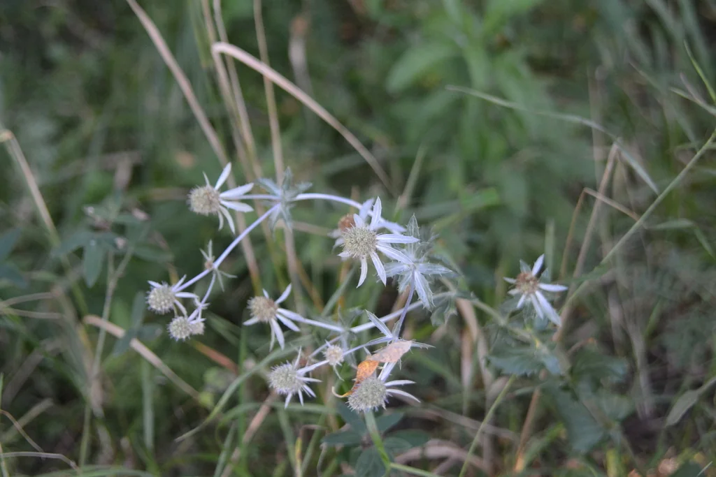 Eryngium Planum