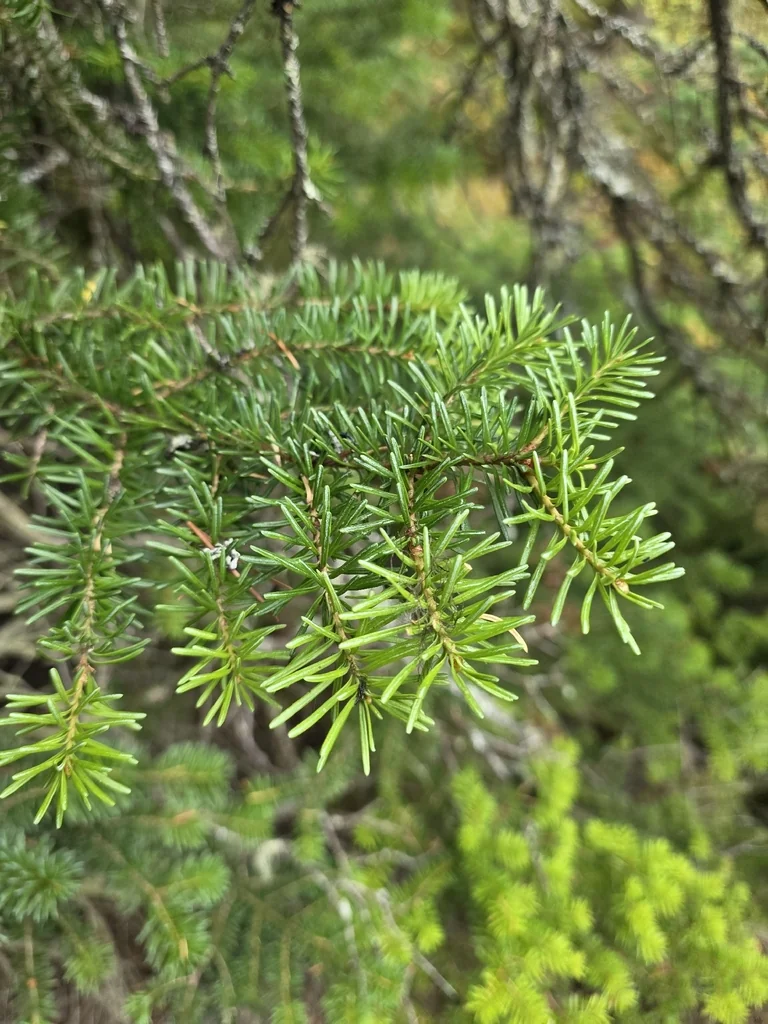 Abies Lasiocarpa