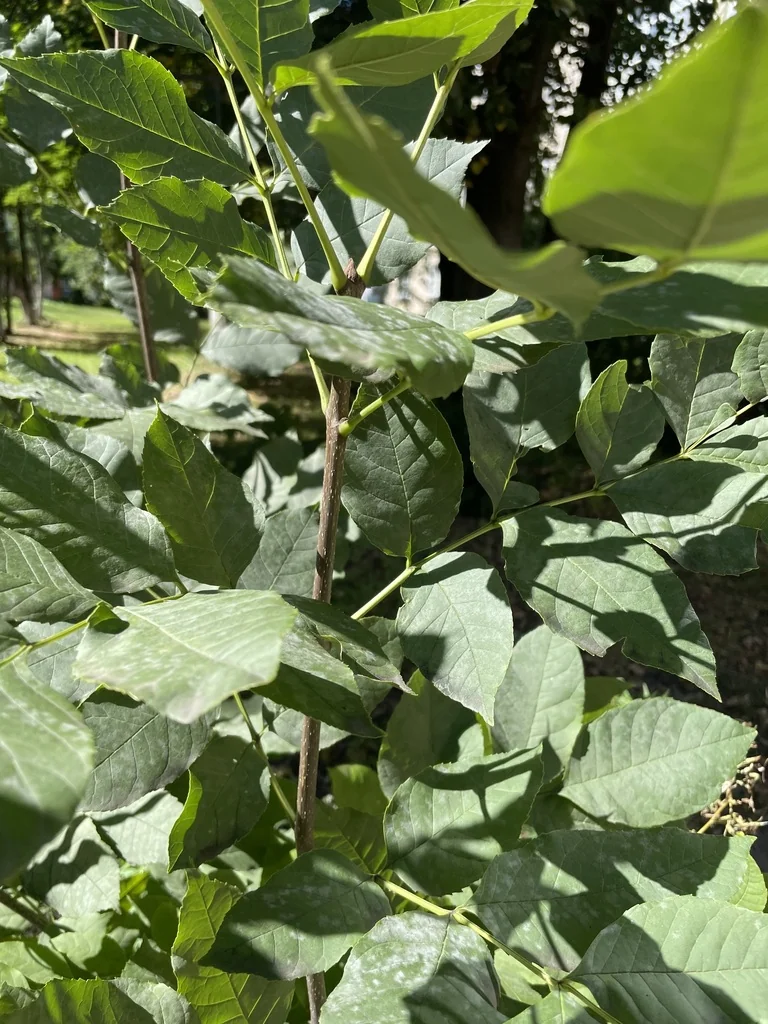 Fraxinus Pennsylvanica