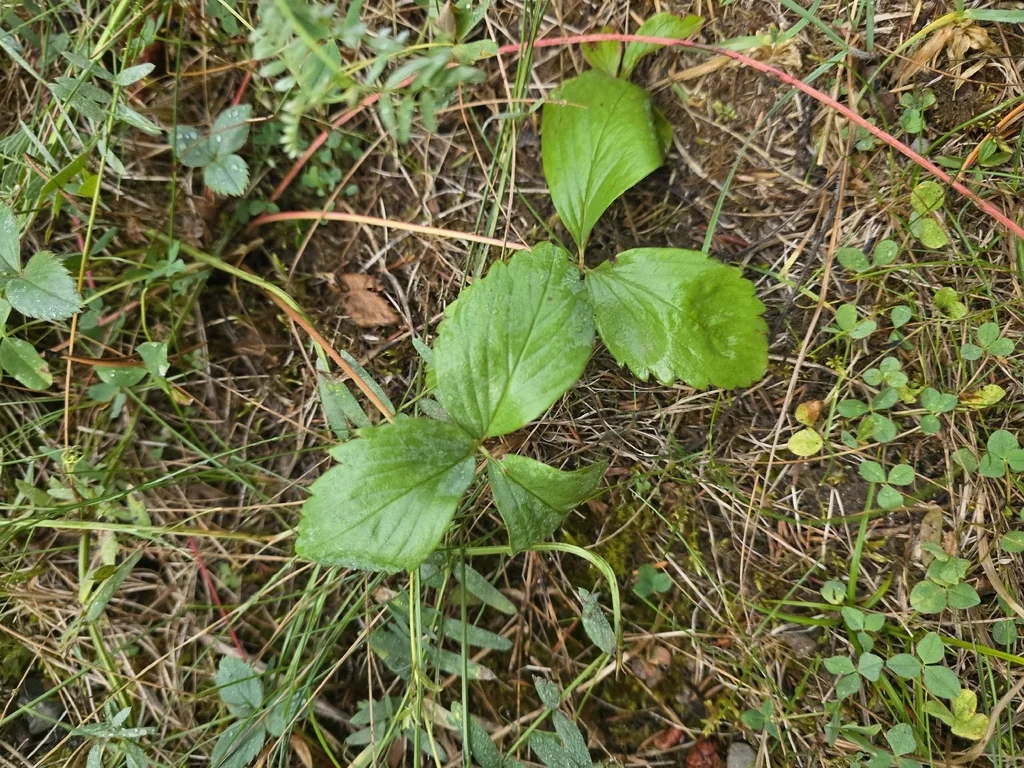 Fragaria Virginiana