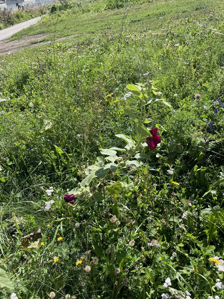 Alcea Rosea