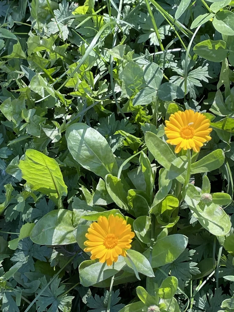 Calendula Officinalis