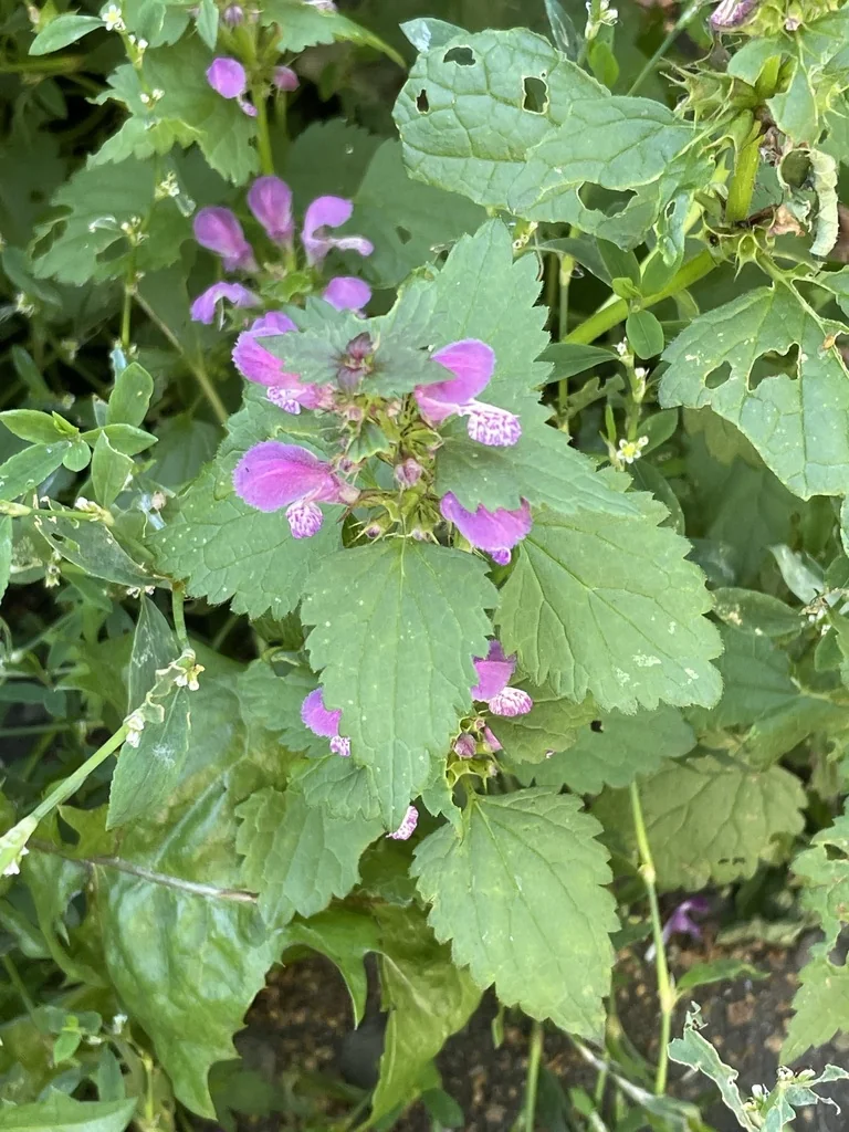 Lamium maculatum