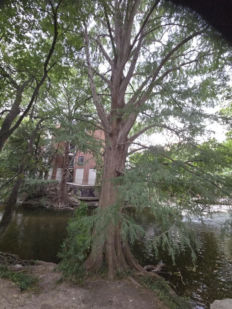 Taxodium Distichum