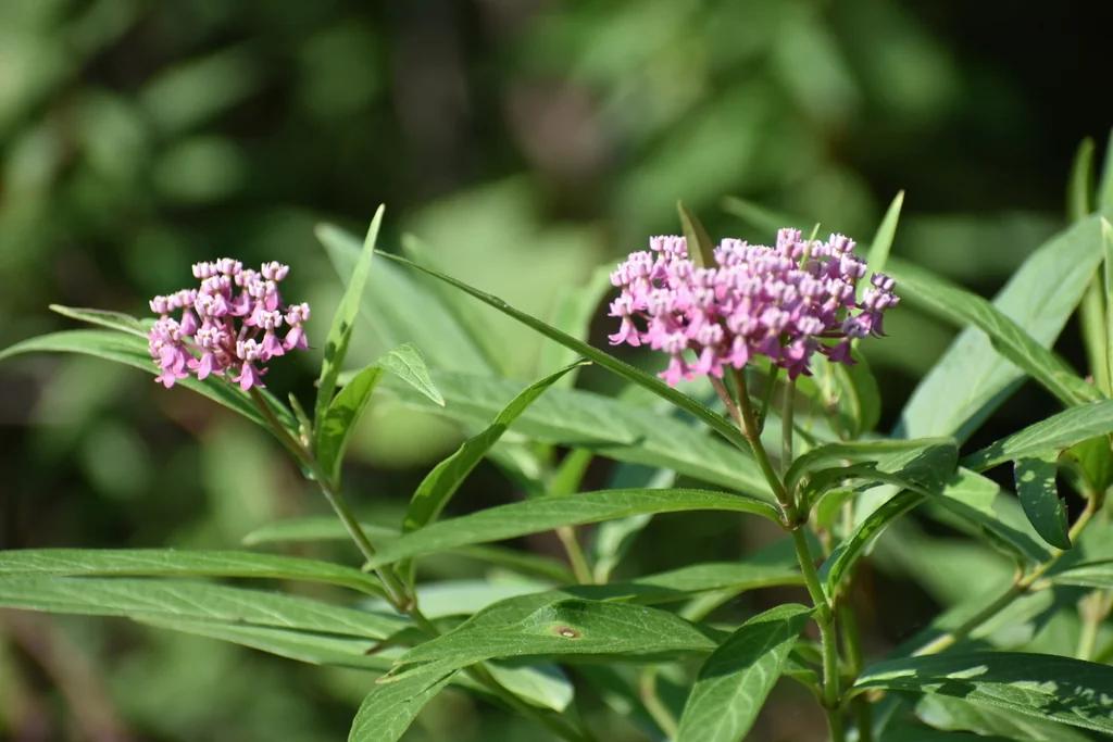 Asclepias Incarnata