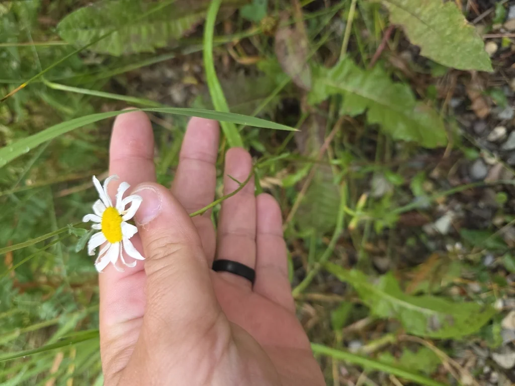 Chrysanthemum Leucanthemum