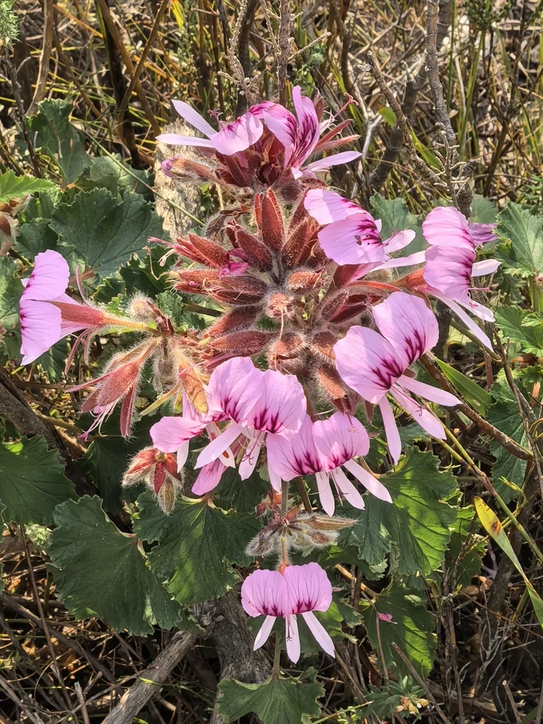 Pelargonium Cordifolium