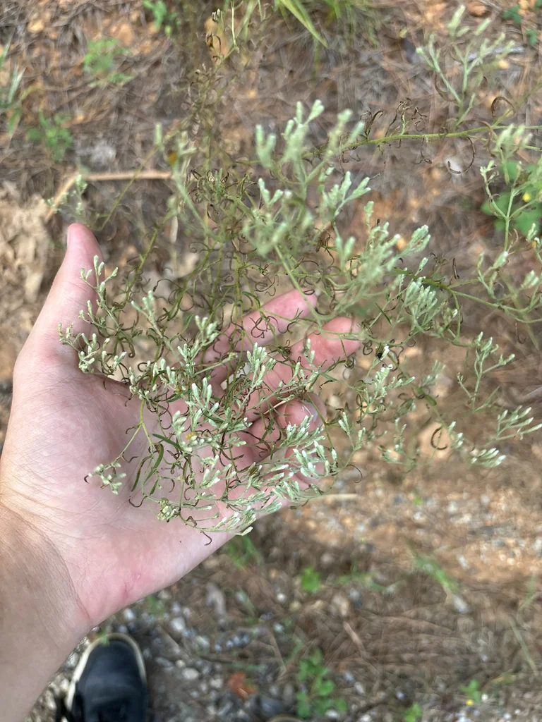 Eupatorium Hyssopifolium