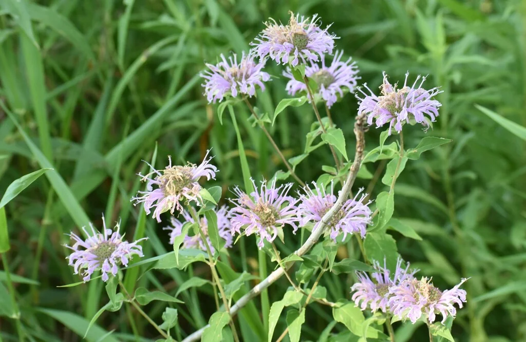 Monarda fistulosa