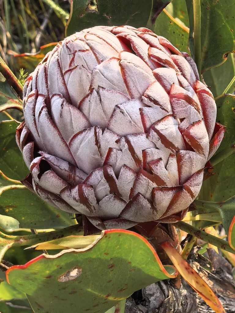 Protea Cynaroides