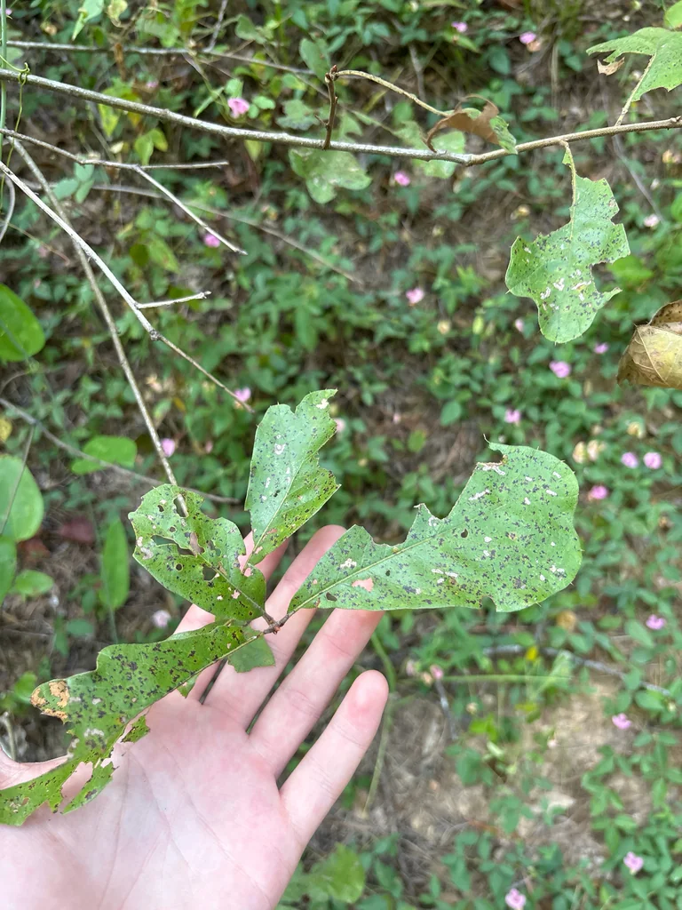 Quercus Phellos