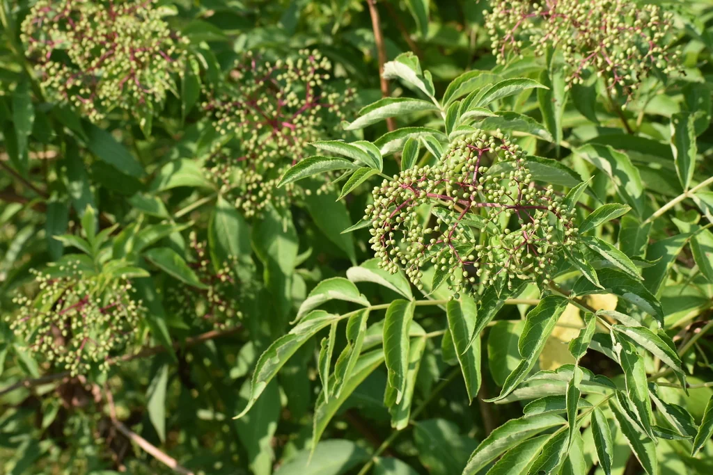 Sambucus Canadensis
