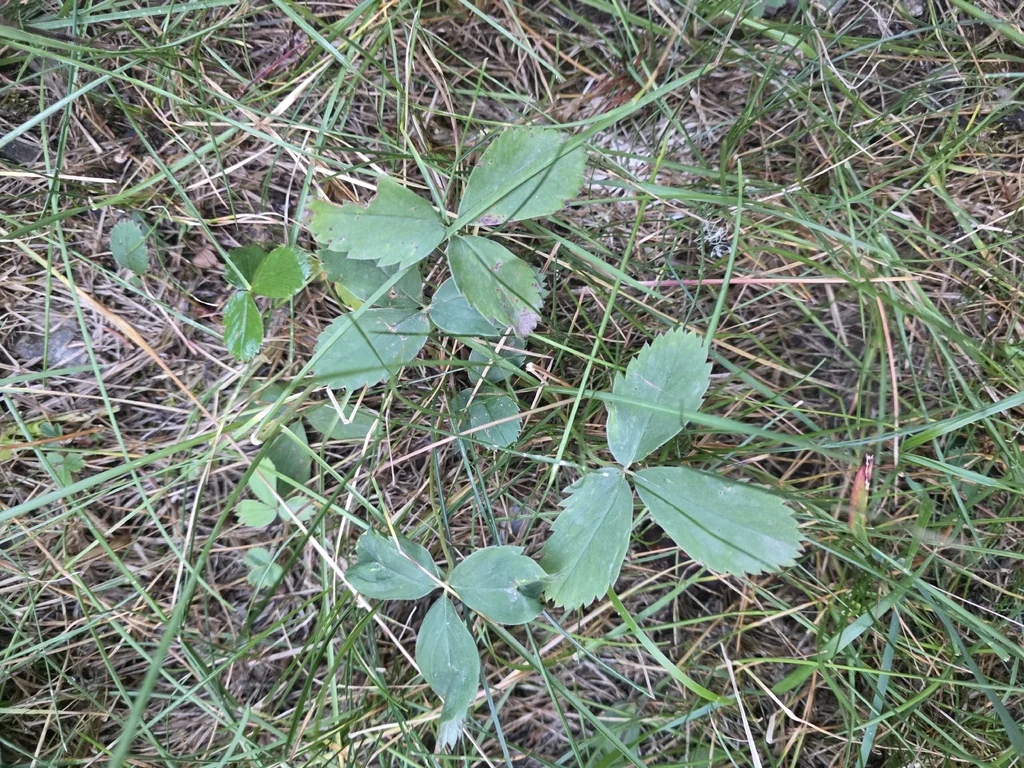 Fragaria Virginiana