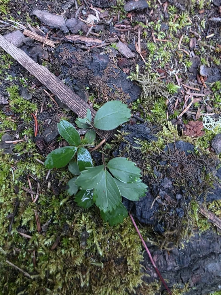 Fragaria Virginiana