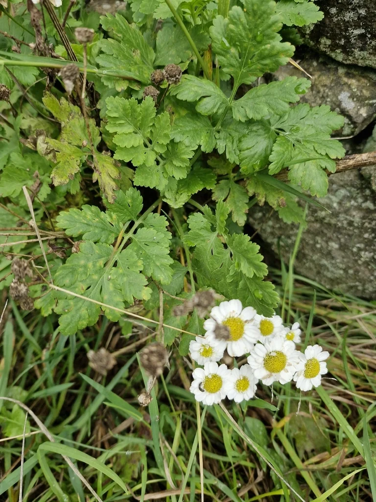Tanacetum Parthenium