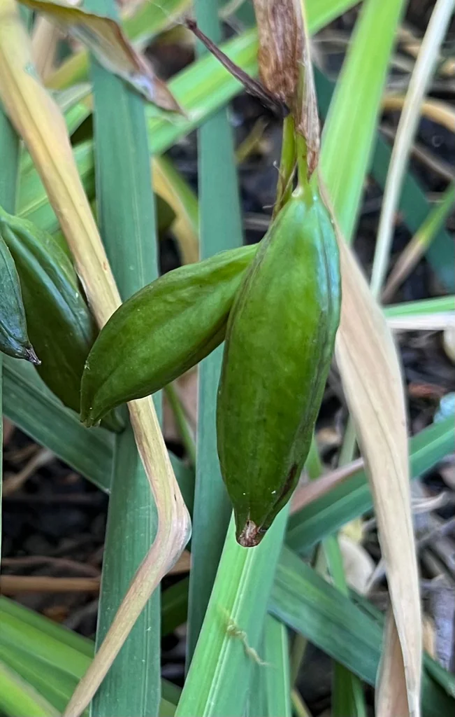 Iris Pseudacorus