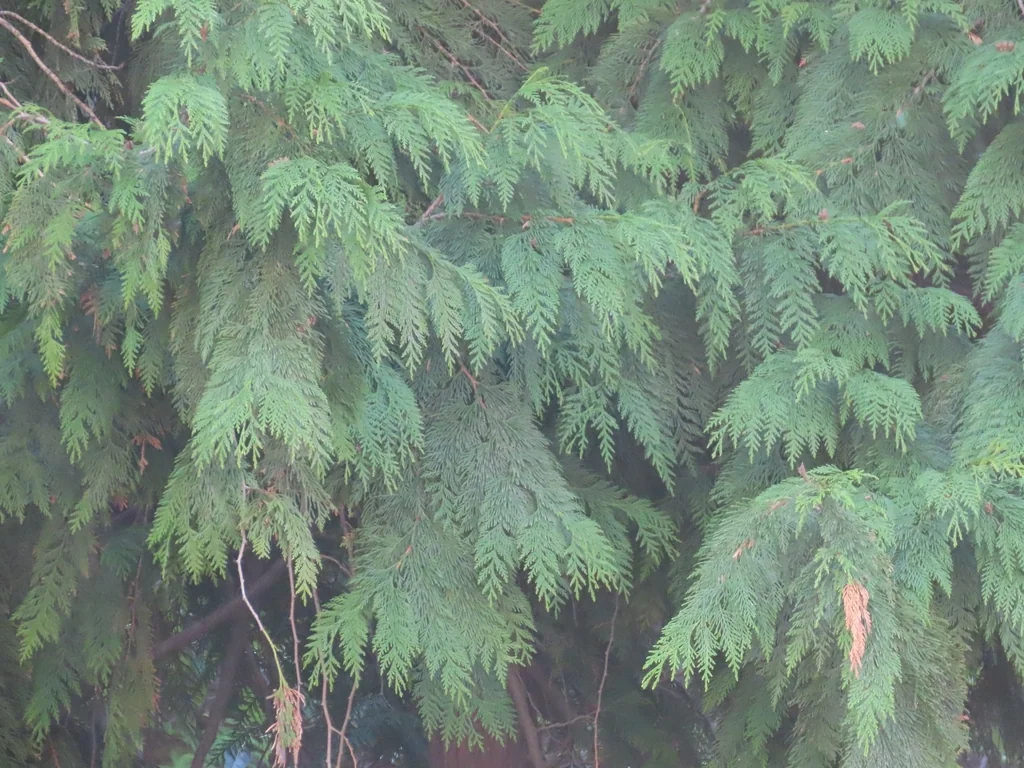 Thuja plicata