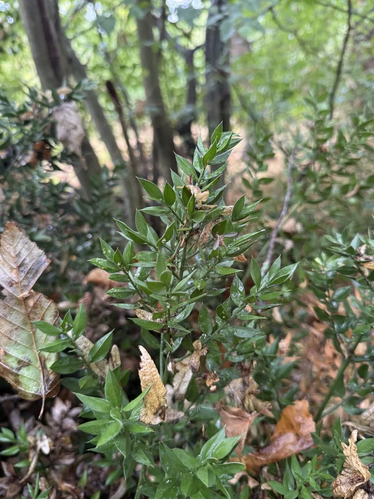 Ruscus Aculeatus
