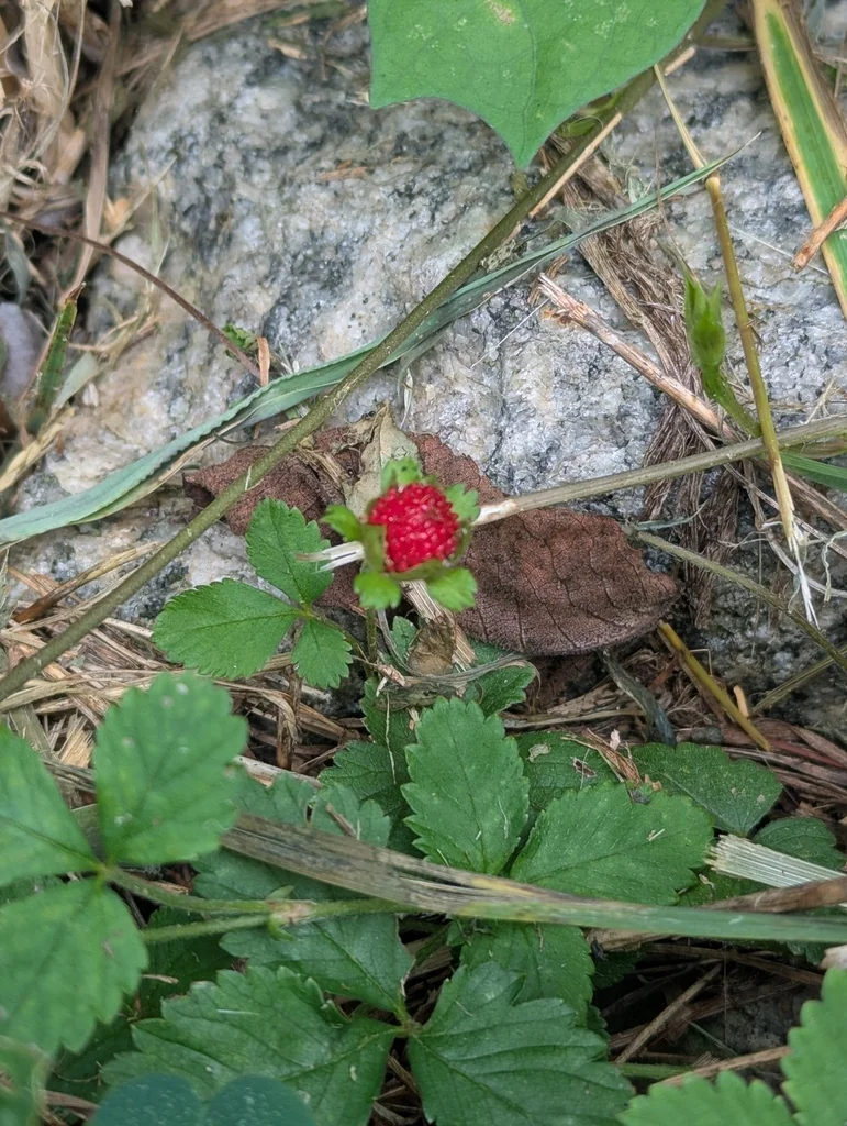 Duchesnea Indica
