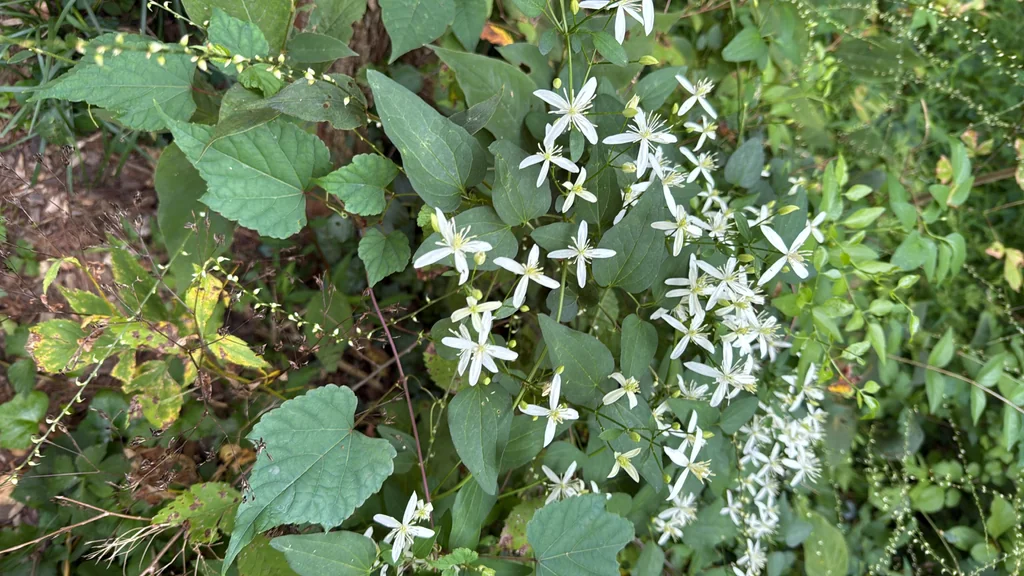 Clematis Ternifolia