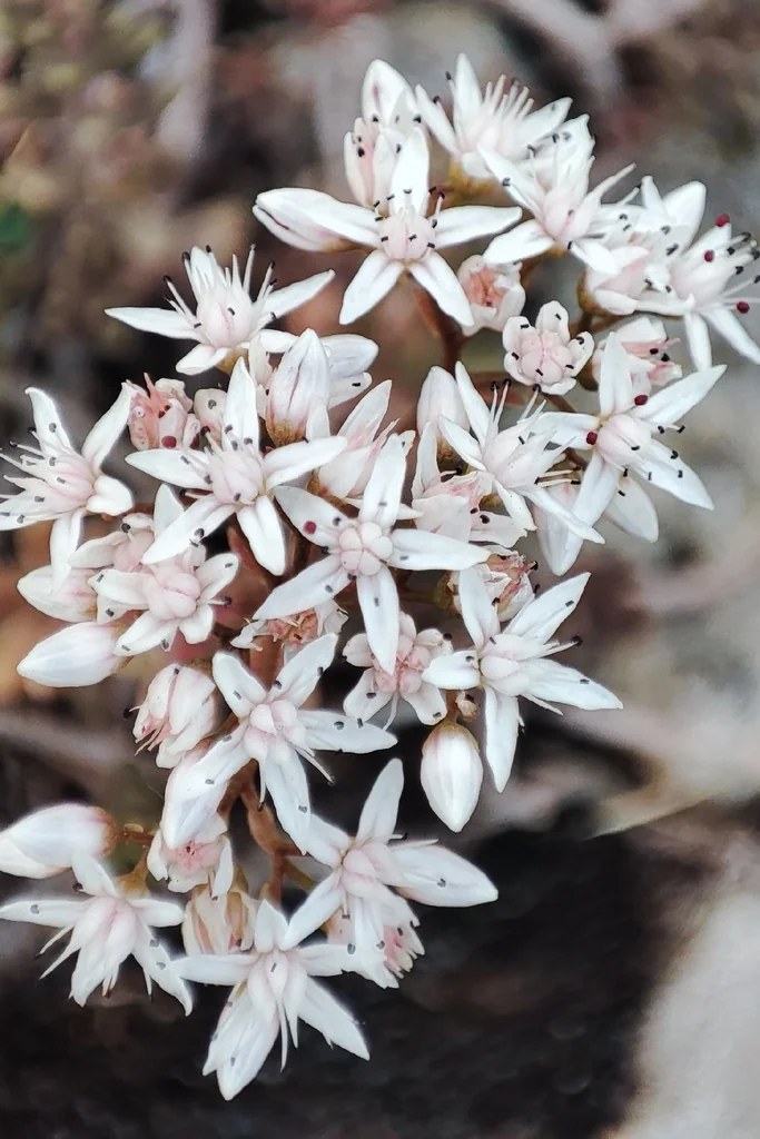 Sedum Album