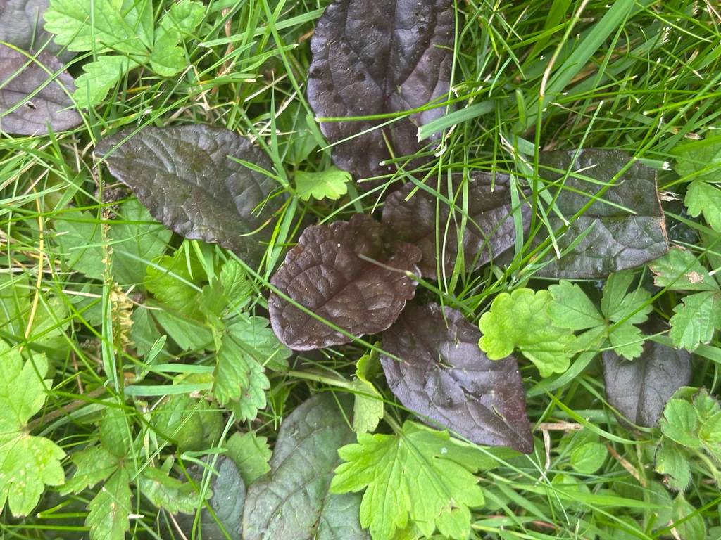 Ajuga Reptans