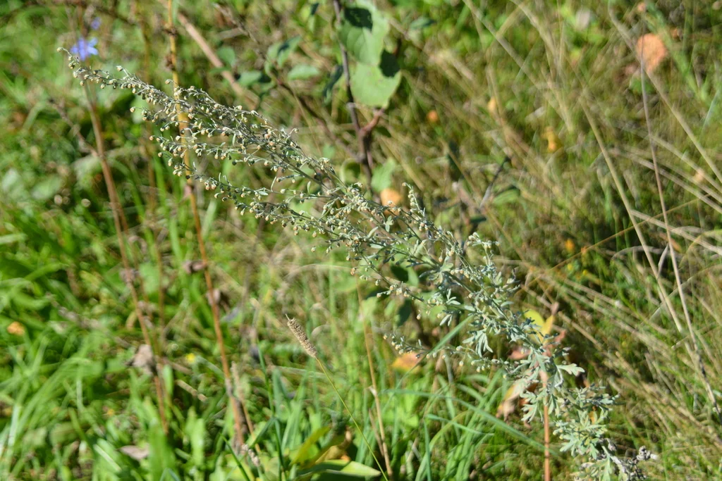 Artemisia Absinthium