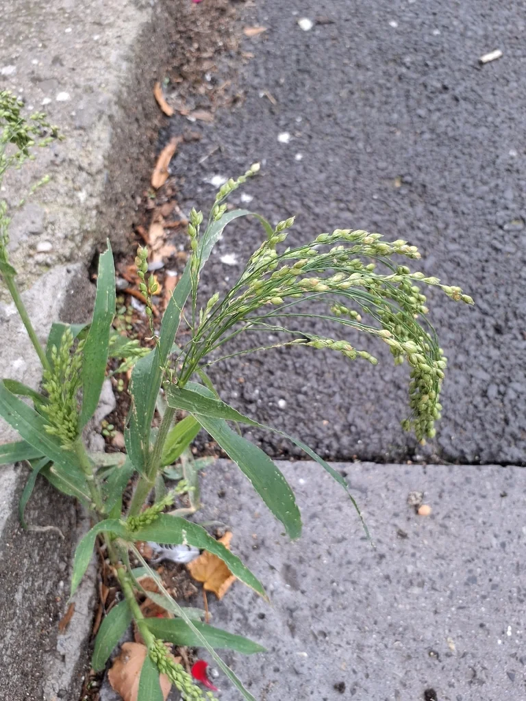 Panicum Miliaceum