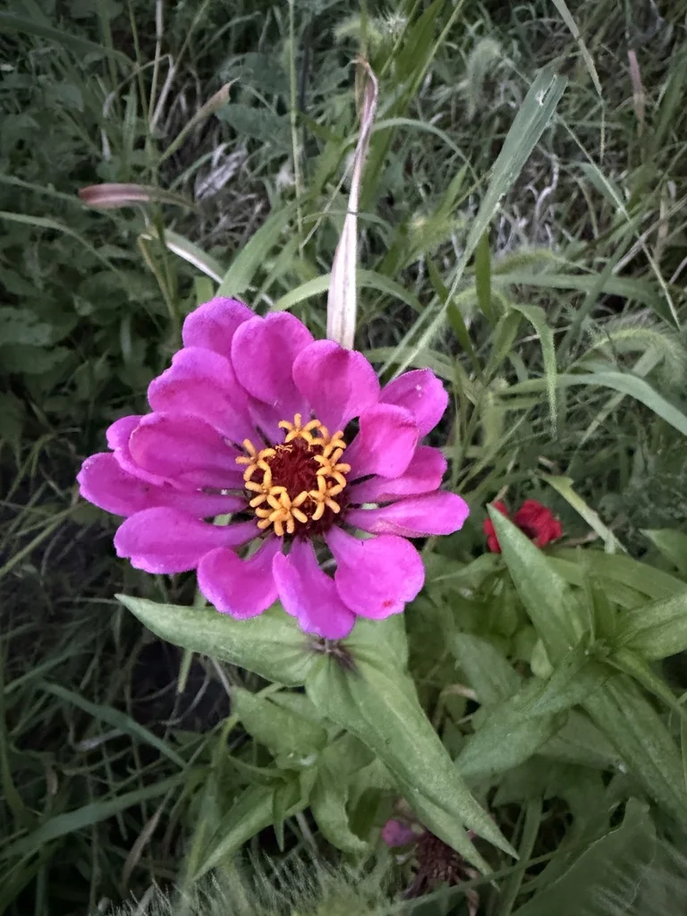 Zinnia Elegans