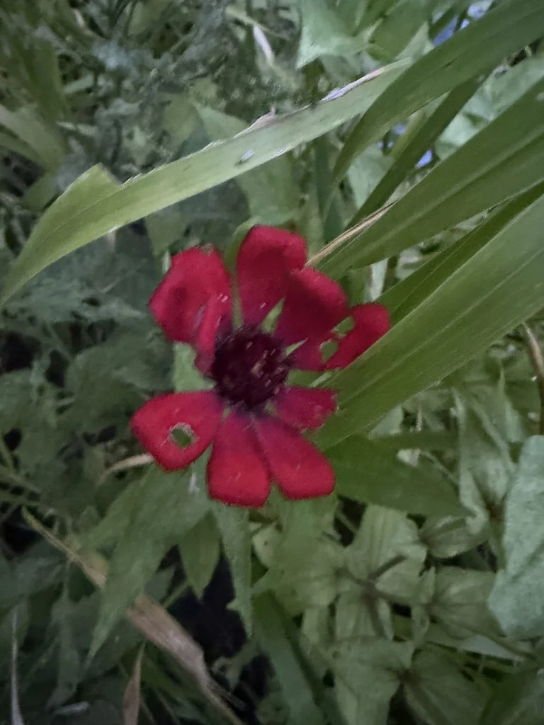 Zinnia Elegans