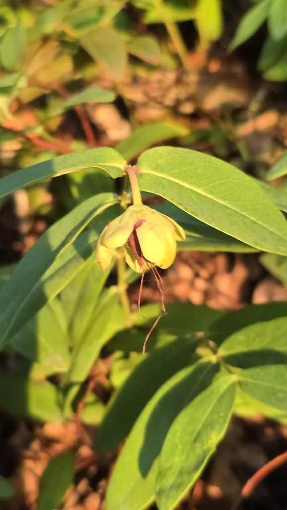 Hypericum Calycinum