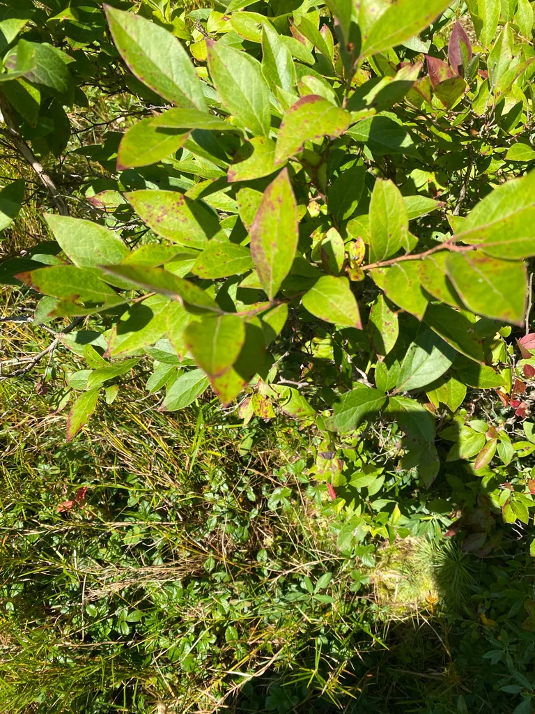 Gaylussacia Baccata