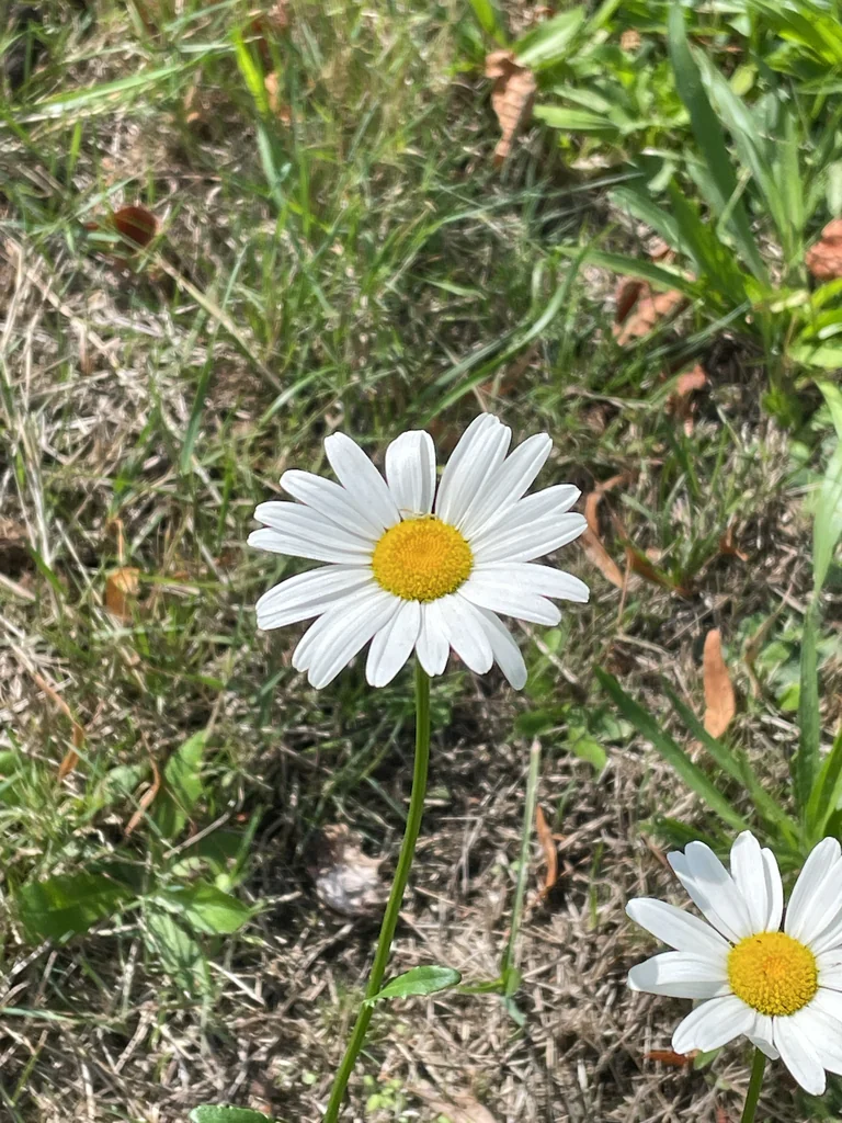 Chrysanthemum Leucanthemum