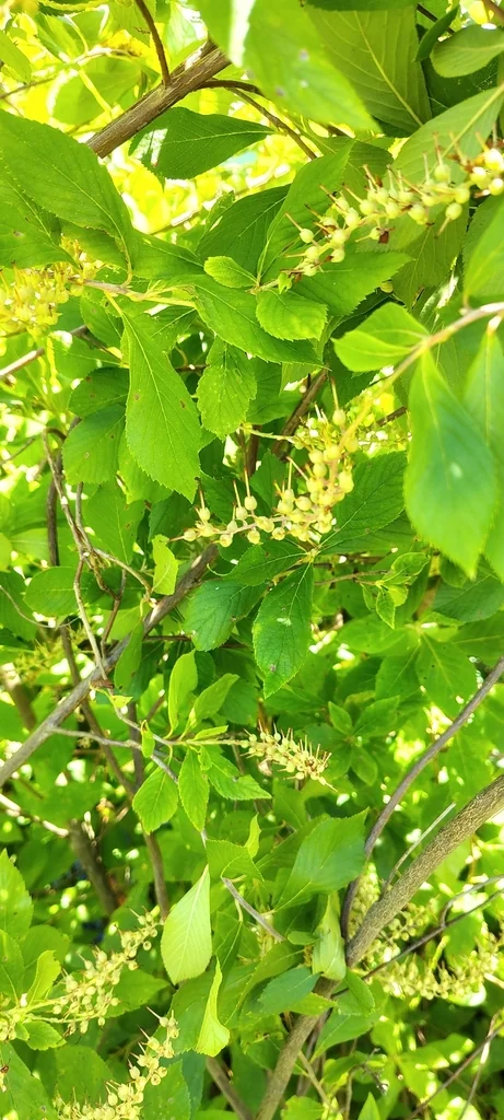Clethra Alnifolia