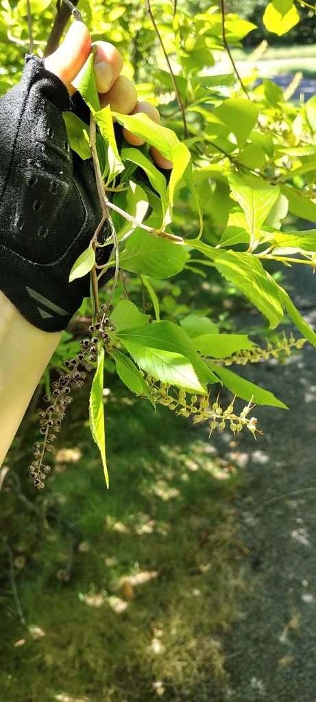 Clethra Alnifolia