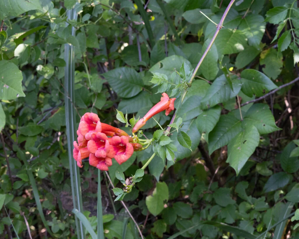 Campsis Radicans