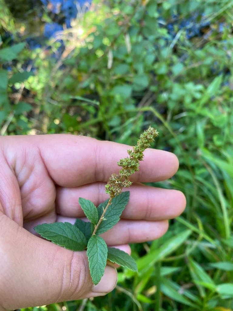 Spiraea Tomentosa