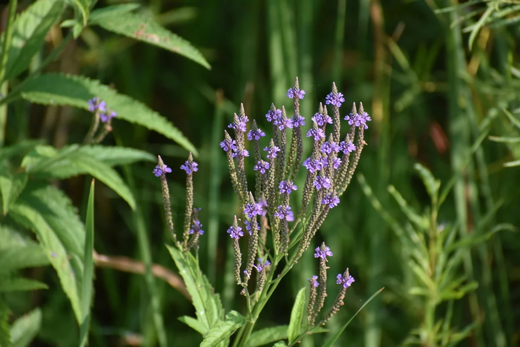 Verbena Hastata
