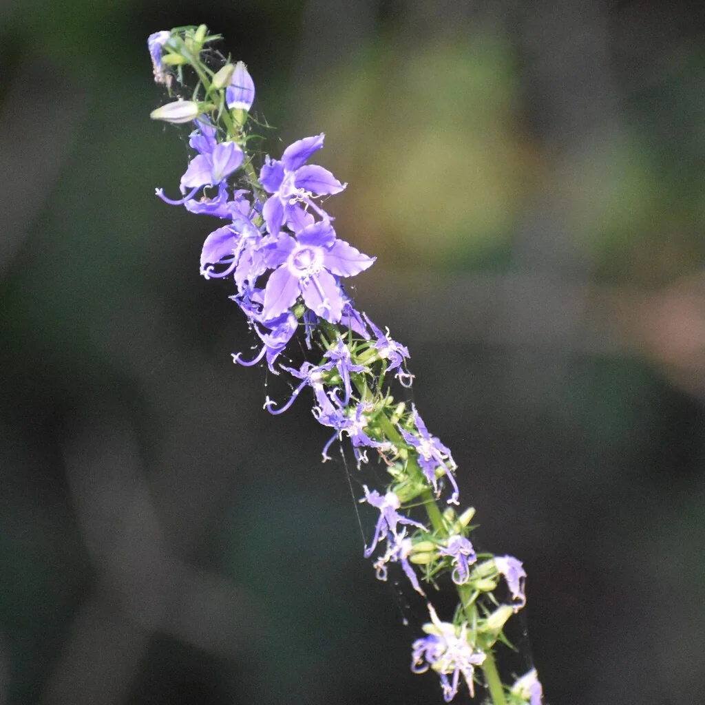 Campanula Americana