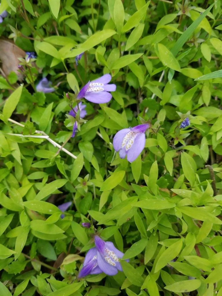 Mazus Reptans