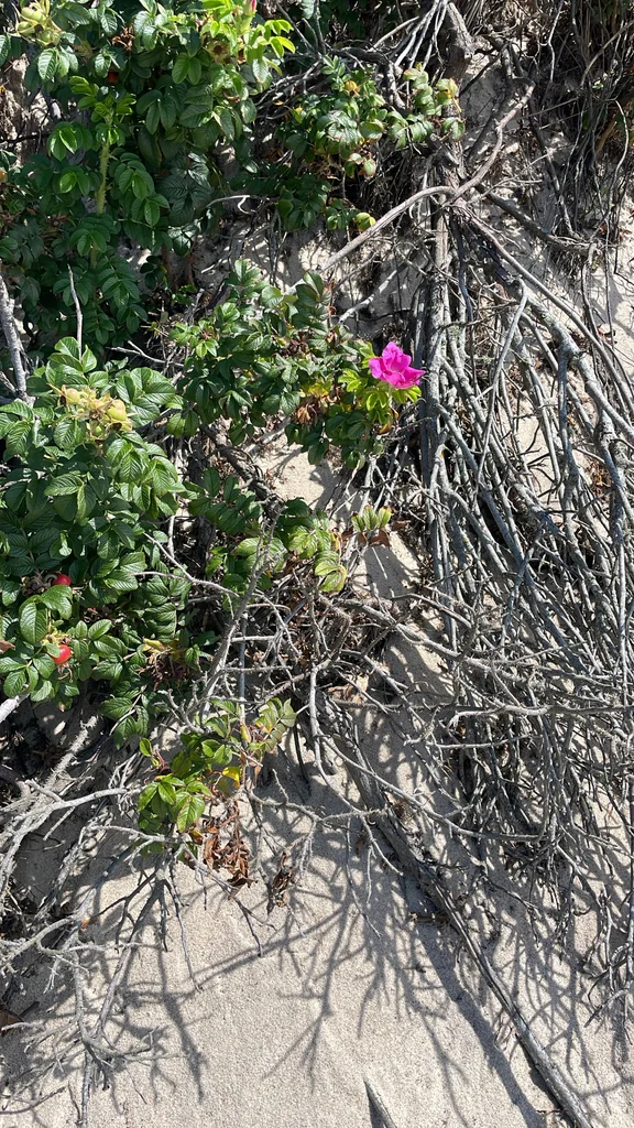 Rosa Rugosa
